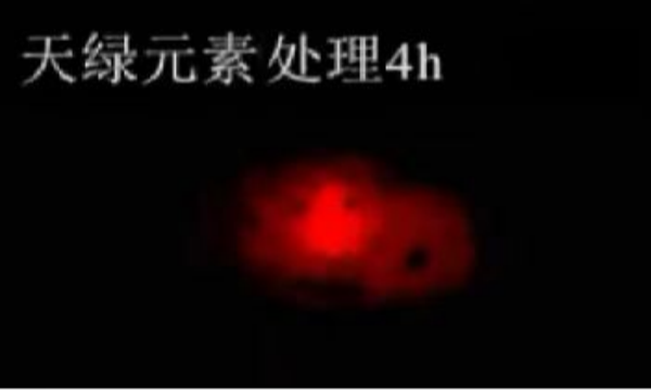斑马鱼实验华球网页版_华球（中国）官方元素处理-4h.png