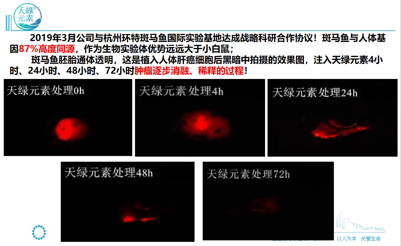 【华球网页版_华球（中国）官方元素】斑马鱼实验