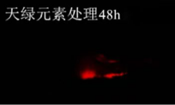 斑马鱼实验华球网页版_华球（中国）官方元素处理-48h.png