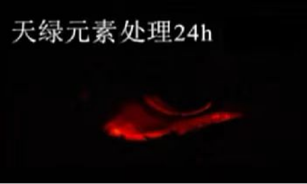 斑马鱼实验华球网页版_华球（中国）官方元素处理-24h.png