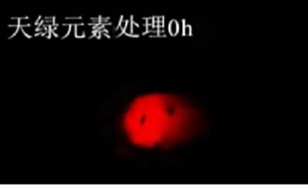 斑马鱼实验华球网页版_华球（中国）官方元素处理-0h.png